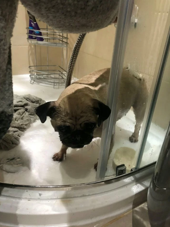 İtfaiyeciler köpeği kurtardı