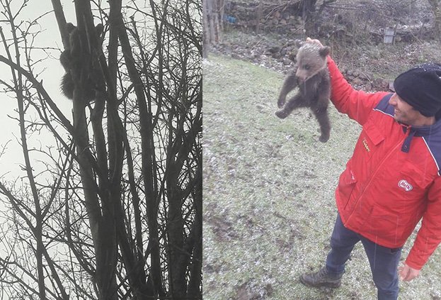 Yavru ayı, köpeklerden korkup tırmandığı ağaçta mahsur kaldı