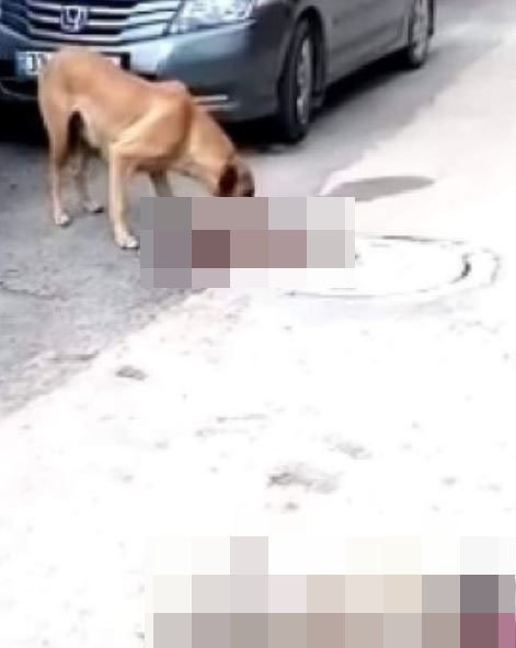 Yavru köpekleri ezen öğretmen hakkında suç duyurusu