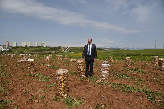 patates adana