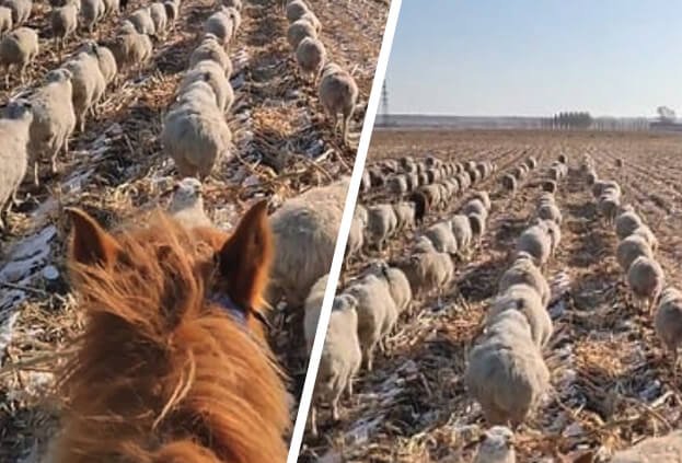 Çinli çoban koyun sürüsünü askeri düzende yürüttü!