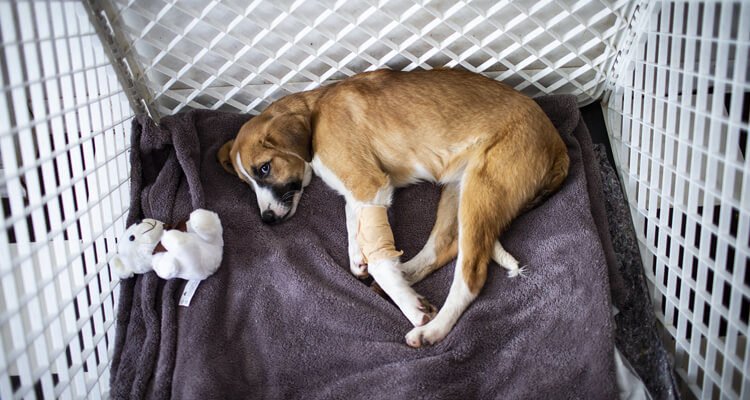 Fındık köpek gençlik hastalığına yakalandı