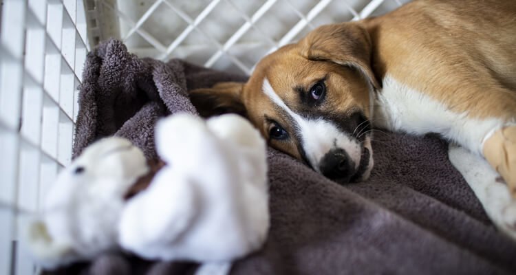 Fındık köpek gençlik hastalığına yakalandı